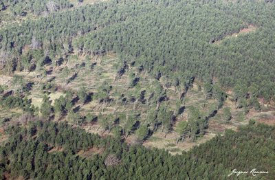 Arbres déracinés sur la commune de Cabanac