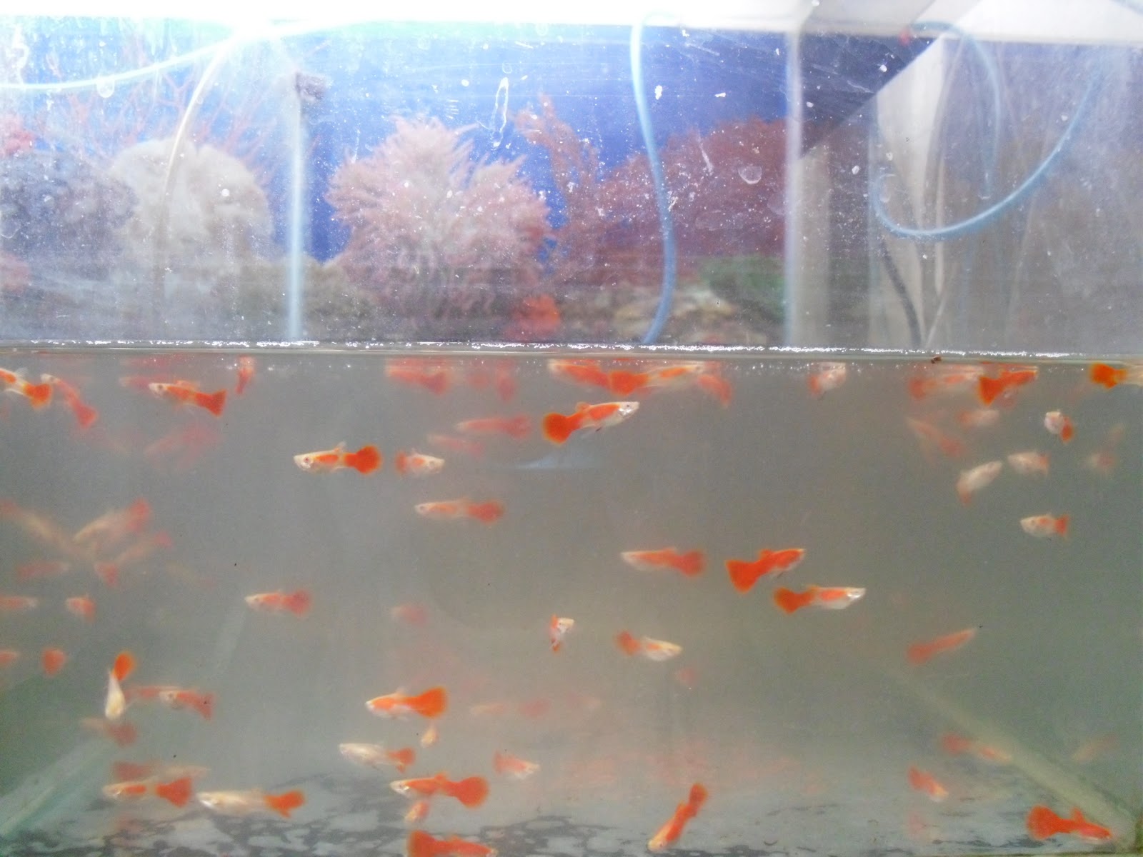 Red Eye Guppy