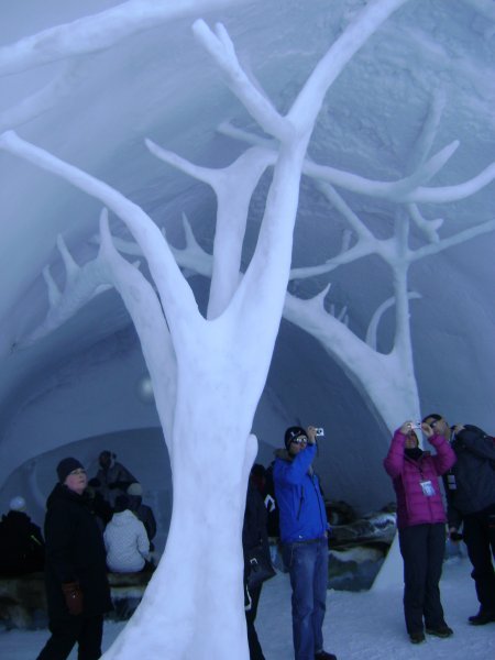 [3576616-Ice-Trees-0.jpg]