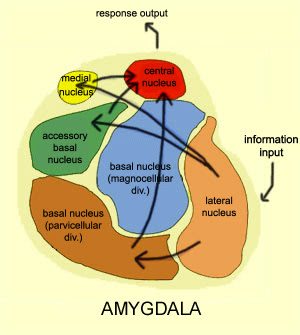 Central Nucleus