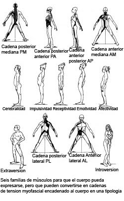 cadenas musculares anteriores terapia del movimiento cadenas musculares cadenas musculares anteriores terapia del movimiento cadenas musculares