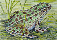 Northern Leopard Frog