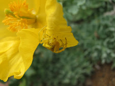 Glaucium flavum i aràcnid