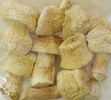 Cogumelo Agaricus Blazei desidratado