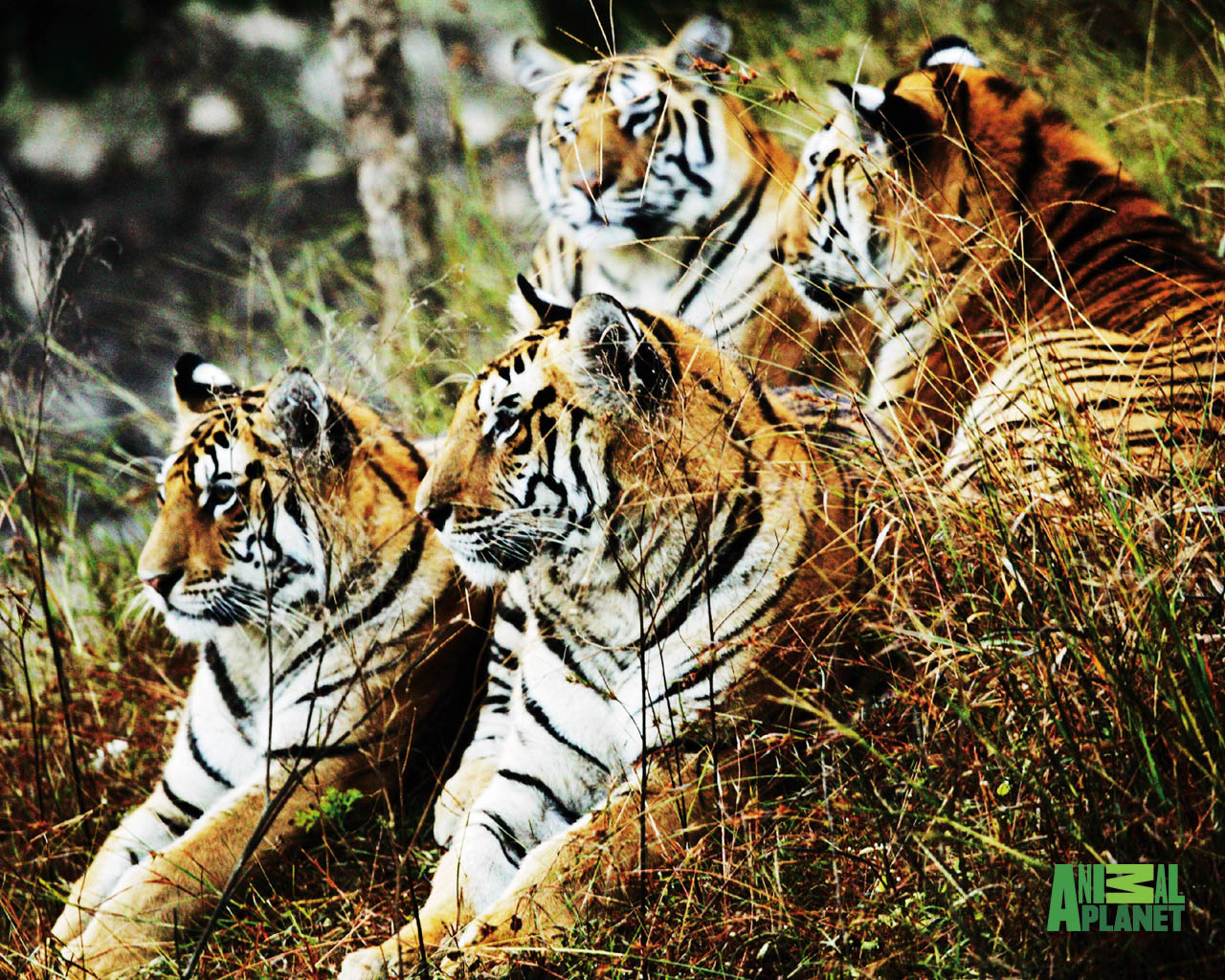 http://3.bp.blogspot.com/_4krEhApfbkY/TRgNJQWkXzI/AAAAAAAAAXc/_rEU3Ag4Jqc/s1600/tiger-spy-2-1280.jpg
