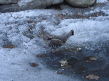 Partridge getting a drink by the pond