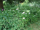 "Gooseneck Loosestrife"