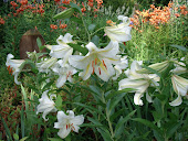 White Oriental and "Orange Tiger Lilies"