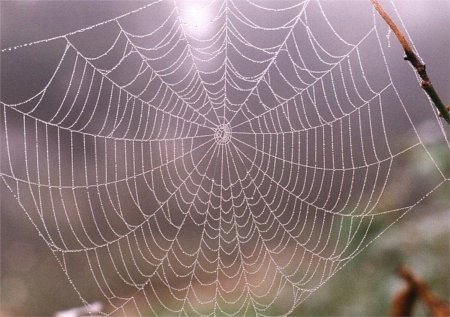 [spiderweb]