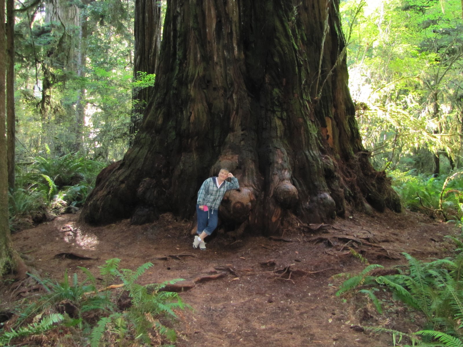 The Twinkie Adventures Redwood National Forest, CA