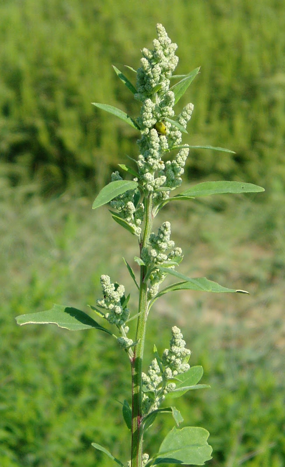 Nature Hermit Wild birdseed