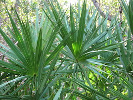 Pine Island Saw Palmetto