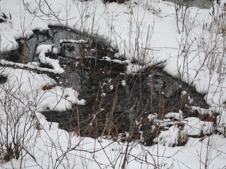 [24198_1365857872472_1412412091_996372_7519276_n.jpg]