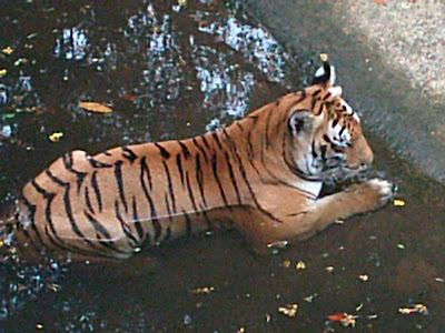 Politics of Tiger-Census