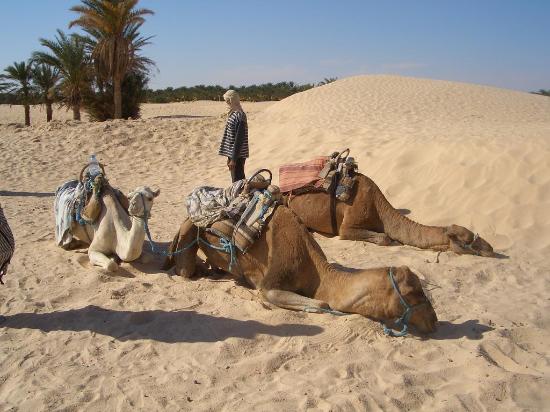 [camel-riding-in-sahara.jpg]