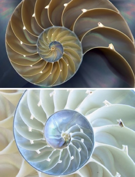 [fractal-nautilus-shell.jpg]