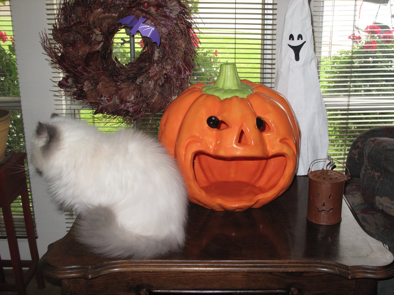 [Halloween,+Pika+in+pumpkin+10-14-09+015.jpg]