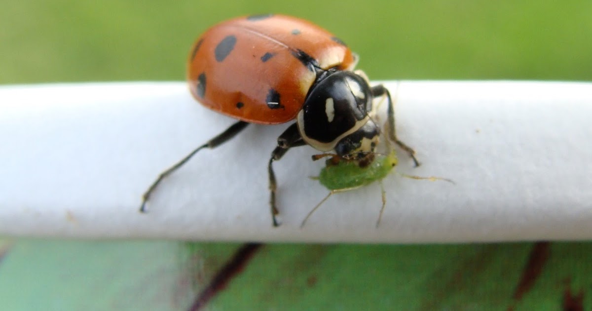 Pretty Little Garden A ladybug eating an aphid