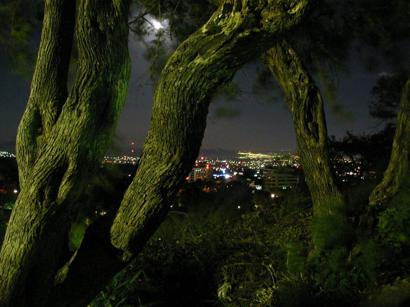 [noche+entre+árboles.jpg]
