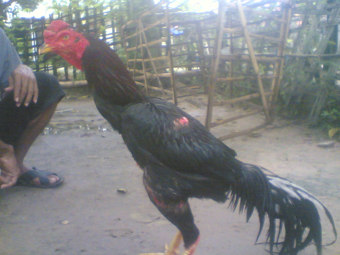 ayam petarung