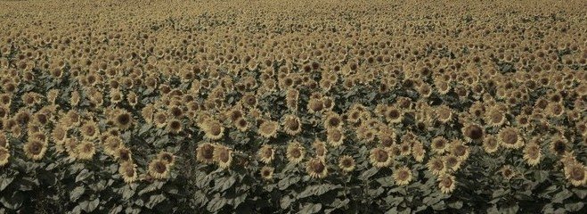grey sunflower field