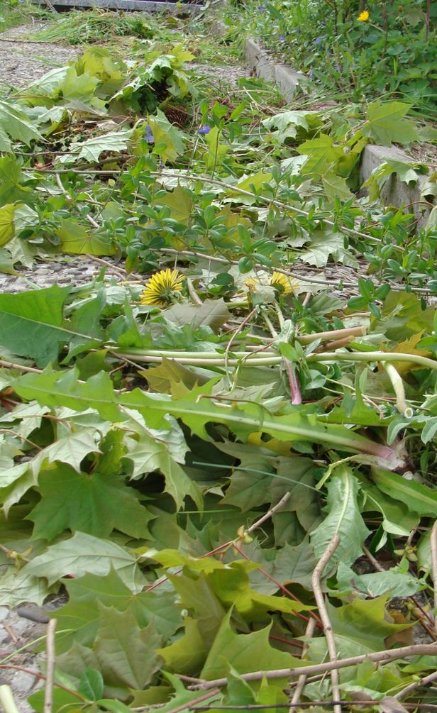 Mein Waldgarten: April 2010