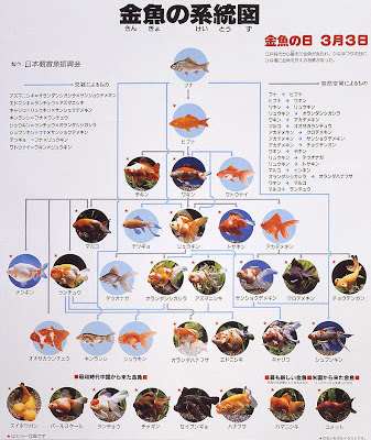 Meteor Goldfish