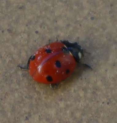Coccinelle