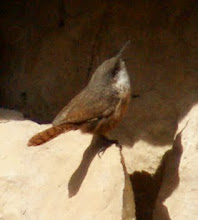 Canyon wren