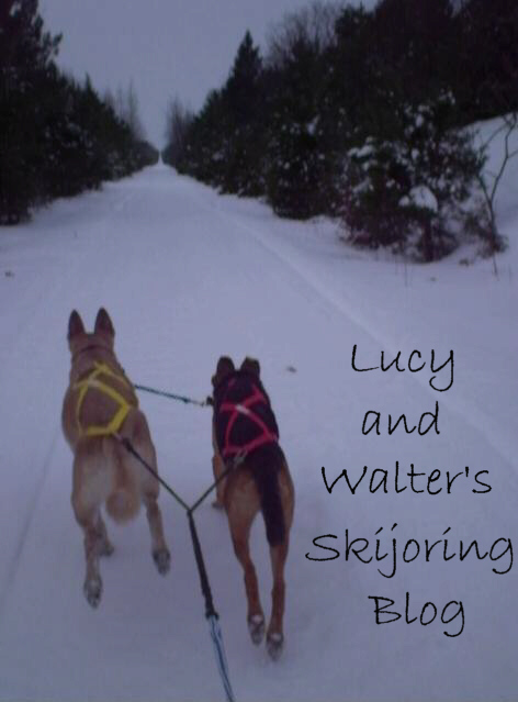 Lucy and Walter's skijoring blog