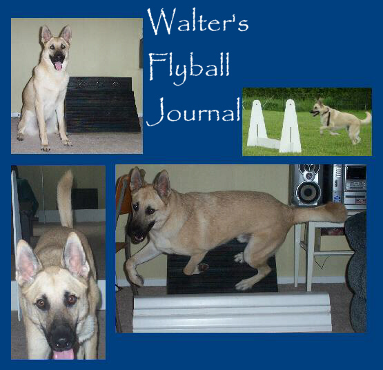 Walter's flyball blog