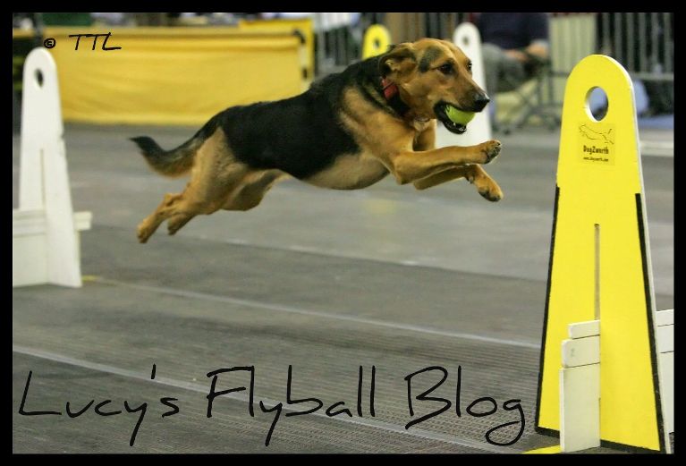 Lucy's flyball blog