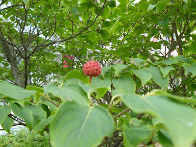 Are+dogwood+tree+berries+poisonous