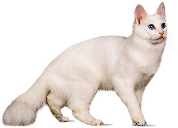 angora cat angora