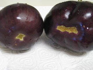 male eggplant