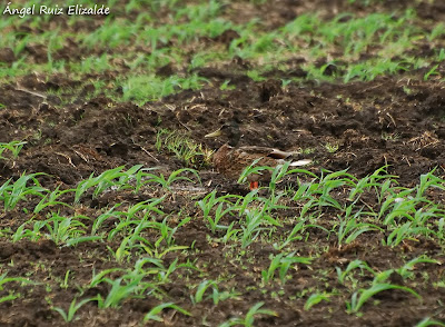 Ánade azulón (Anas platyrhynchos)