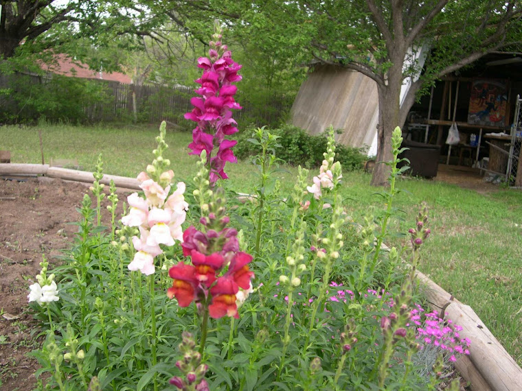 Snapdragons with Barn