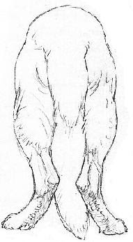 http://3.bp.blogspot.com/_4vn24YA-Rc4/SX05zPZnk-I/AAAAAAAAAq4/BEzQFoKA_4M/s400/cow+hock.JPG