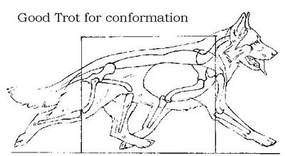 german shepherd dog trotting image, correct trotting of german shepherd dog gait, correct gsd movement, correct german shepherd dog movement