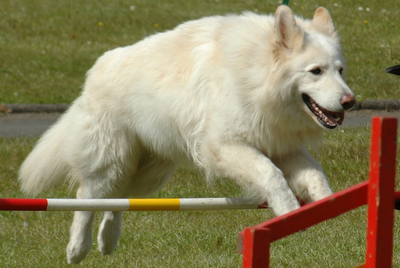 Best+dog+breeds+in+india