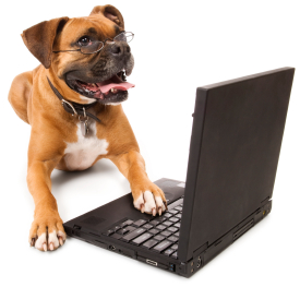 Top+10+dog+breeds+in+india