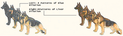 Gene Dilution in German Shepherd Dog, german shepherd gene dilution, diluted gene german shepherd dogs