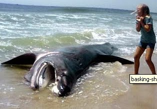 [basking+shark+dead.bmp]