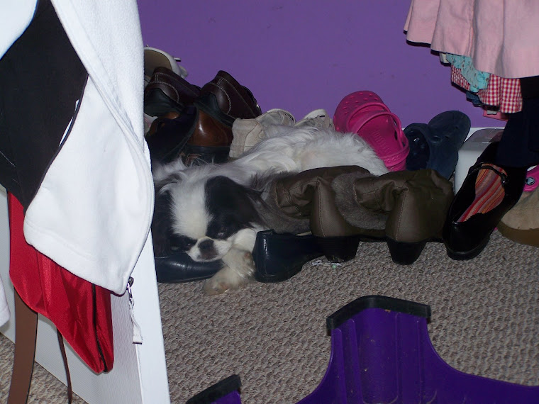 henri sleeping in my closet