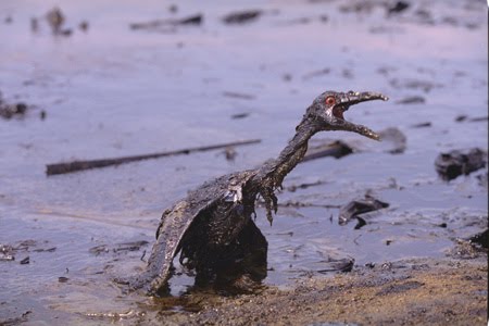 10 anos desastre ecologico na Baia Guanabara