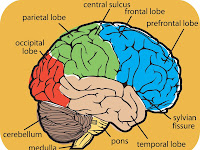 Brain Lobes Diagram Brain Lobes Diagram