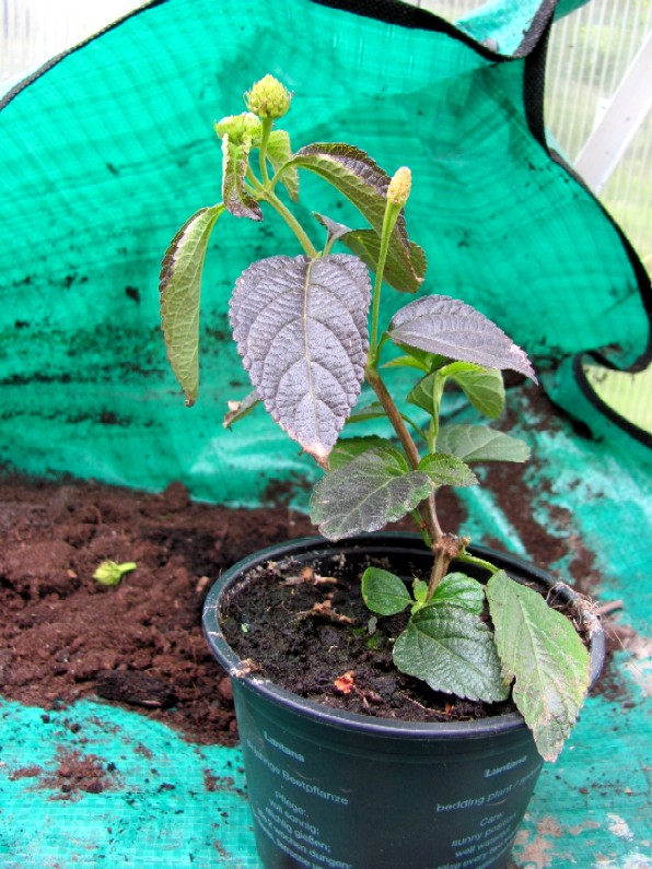 Gartenarbeit Ideen May 2010