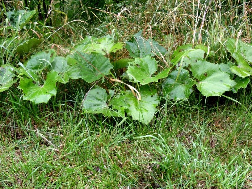 Gartenanders Huflattich Nicht nur schön, gehört zu den