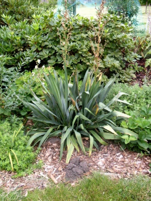 Gartenpalmen winterhart Pflanzen für nassen boden