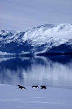 Penguins and ice